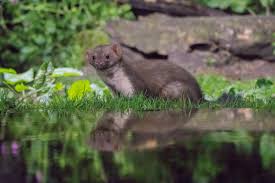 Attēlu rezultāti vaicājumam “Martes foina”