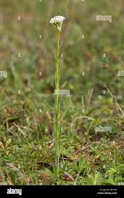 Attēlu rezultāti vaicājumam “Arabis hirsuta flower”