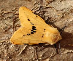 Attēlu rezultāti vaicājumam “Spilosoma lutea”