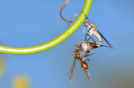 Attēlu rezultāti vaicājumam “Empididae”