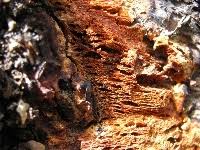 Attēlu rezultāti vaicājumam “Hapalopilus aurantiacus”