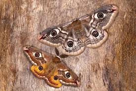 Attēlu rezultāti vaicājumam “Saturnia pavonia female”