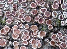 Attēlu rezultāti vaicājumam “Lecanora allophana”