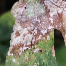 Attēlu rezultāti vaicājumam “Sawadaea tulasnei”