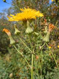 Attēlu rezultāti vaicājumam “Sonchus asper”