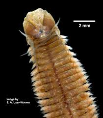 Attēlu rezultāti vaicājumam “Succinea”