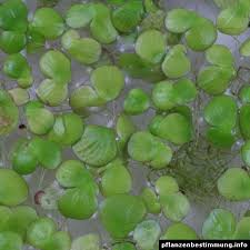 Attēlu rezultāti vaicājumam “Spirodela polyrhiza”