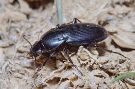 Attēlu rezultāti vaicājumam “Poecilus lepidus”