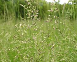 Attēlu rezultāti vaicājumam “Poa angustifolia”