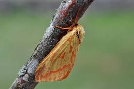 Attēlu rezultāti vaicājumam “Hepialus humuli”