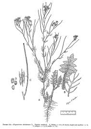 Attēlu rezultāti vaicājumam “Sisymbrium altissimum leaf”