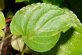 Attēlu rezultāti vaicājumam “Viola riviniana leaf”