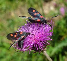 Attēlu rezultāti vaicājumam “Zygaena lonicerae”