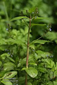 Attēlu rezultāti vaicājumam “Veronica beccabunga”