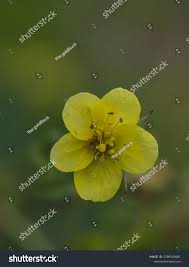 Attēlu rezultāti vaicājumam “Waldsteinia geoides flower”