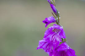 Attēlu rezultāti vaicājumam “Gladiolus imbricatus bud”