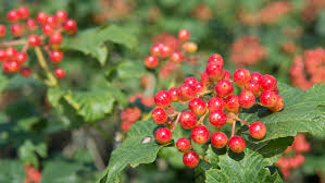 Attēlu rezultāti vaicājumam “Viburnum opulus fruit”