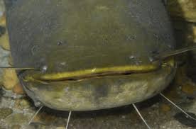 Image result for Silurus glanis