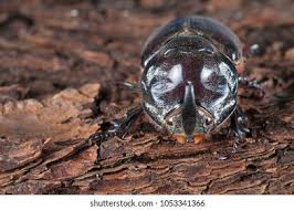 Attēlu rezultāti vaicājumam “Oryctes nasicornis male”