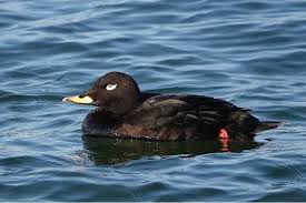 Attēlu rezultāti vaicājumam “Melanitta fusca”