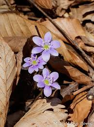 Attēlu rezultāti vaicājumam “Hepatica nobilis fruit”