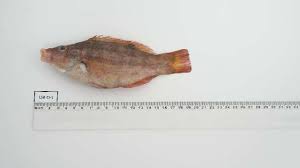 Image result for Symphodus bailloni