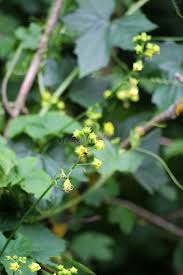 Attēlu rezultāti vaicājumam “Bryonia alba flower”