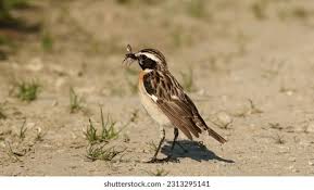 Attēlu rezultāti vaicājumam “Saxicola rubetra”