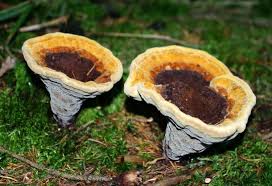 Attēlu rezultāti vaicājumam “Hydnellum ferrugineum”