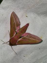 Attēlu rezultāti vaicājumam “Deilephila elpenor imago”