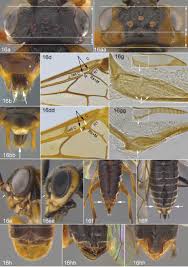 Attēlu rezultāti vaicājumam “Euura pedunculi”