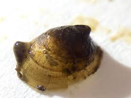 Attēlu rezultāti vaicājumam “Ancylus fluviatilis”