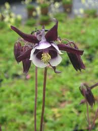 Image result for Aquilegia vulgaris