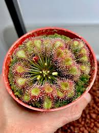 Attēlu rezultāti vaicājumam “Drosera x obovata leaf”