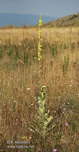 Attēlu rezultāti vaicājumam “Verbascum densiflorum bud”