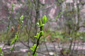 Attēlu rezultāti vaicājumam “Salix triandra male flower”