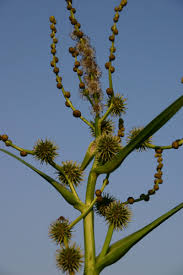 Attēlu rezultāti vaicājumam “Sparganium neglectum fruit”