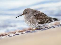 Attēlu rezultāti vaicājumam “Calidris maritima adult”