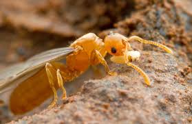 Attēlu rezultāti vaicājumam “Antrodia gossypium”