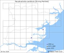 Attēlu rezultāti vaicājumam “Pseudeustrotia candidula”
