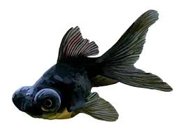 Image result for 出目金