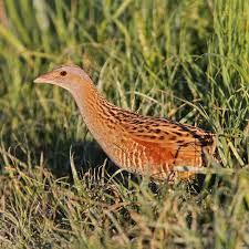 Attēlu rezultāti vaicājumam “Crex crex eggs”