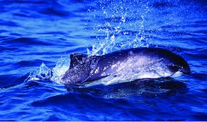 Image result for Phocoena phocoena