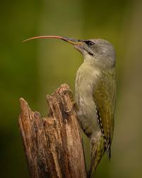 Attēlu rezultāti vaicājumam “Picus canus female”