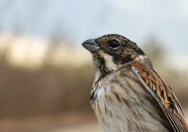 Attēlu rezultāti vaicājumam “Emberiza schoeniclus”