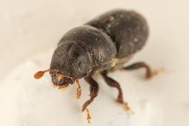 Attēlu rezultāti vaicājumam “Scolytus ratzeburgi”