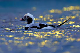 Attēlu rezultāti vaicājumam “Clangula hyemalis male”