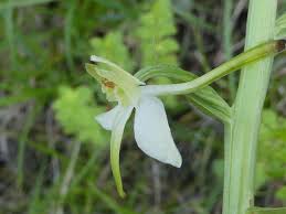 Attēlu rezultāti vaicājumam “Platanthera bifolia flower”