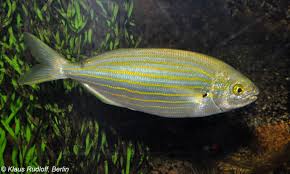 Image result for Sarpa salpa