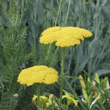 Image result for Achillea filipendulina